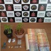 Força Tática de Araçatuba prende mulher com maconha, cocaína, dinheiro de tráfico e vasos com pés de maconha
