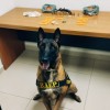 Com ajuda de cão do BAEP de Araçatuba, cofre é descoberto com drogas e arma, alvo de combate ao crime bairro Porto Real
