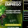 Oportunidade de emprego: Arauco e Secretaria de Desenvolvimento de Castilho promovem quase 100 vagas para homens e mulheres