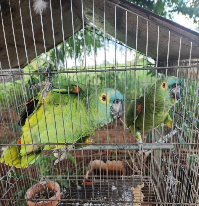 Polícia Ambiental de Castilho localiza 2 Papagaios e aplica multa
