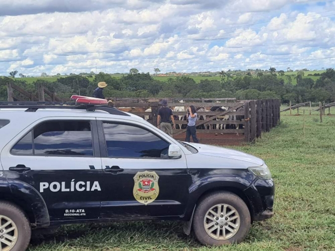Polícia Civil de Santo Antônio do Aracanguá recupera 57 cabeças de gado furtadas de uma fazenda