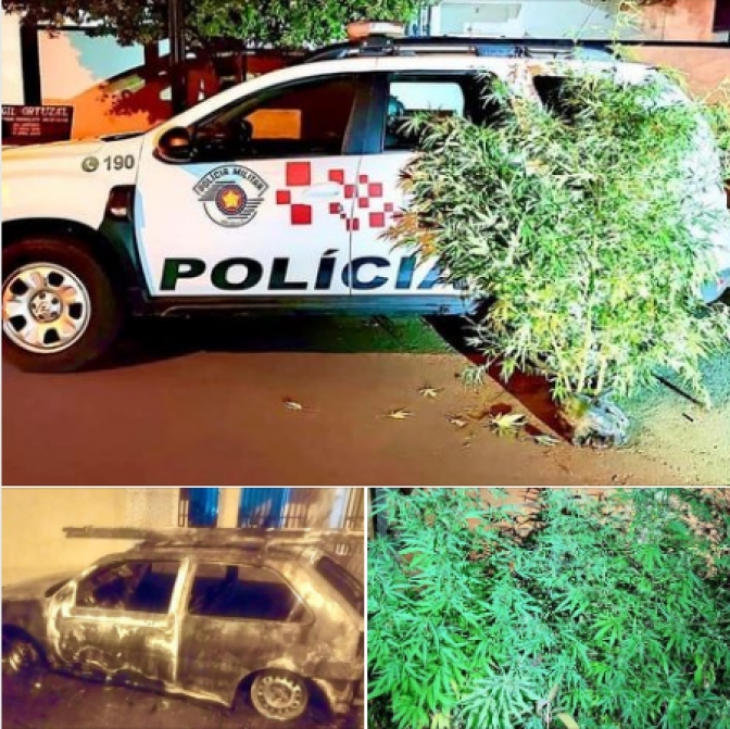 Polícia Militar de Mirandópolis prende autor de incêndio criminoso com pés de maconha