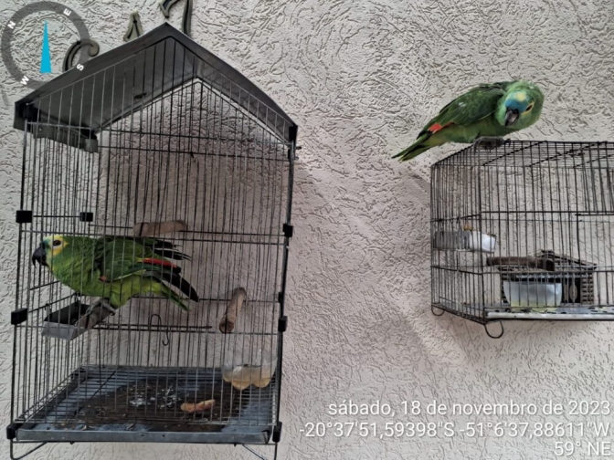 Polícia Ambiental multa proprietária por domesticar 2 Papagaios em Pereira Barreto