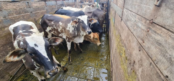 DIG recupera 10 cabeças de gado furtados em Nova Castilho que estavam em um sítio de Araçatuba