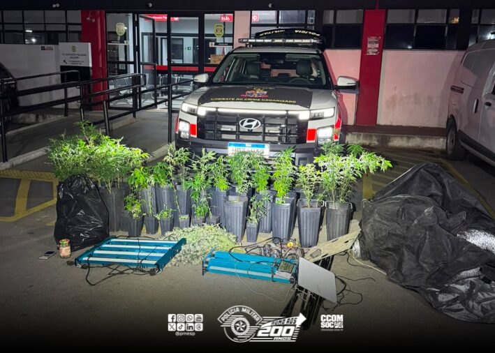 PM desmantela laboratório de maconha na zona norte de São Paulo  