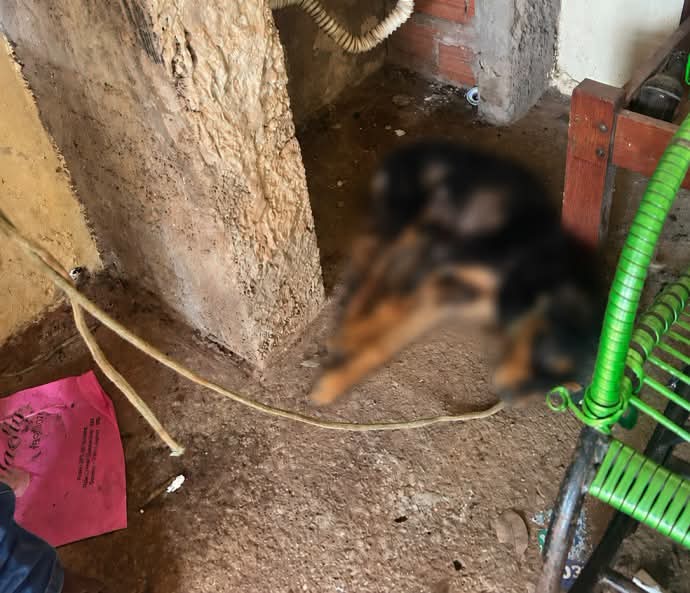 Prefeitura de Três Lagoas e Polícia atuam em conjunto no resgate de animal vítima de maus-tratos no Jardim Itamarati 