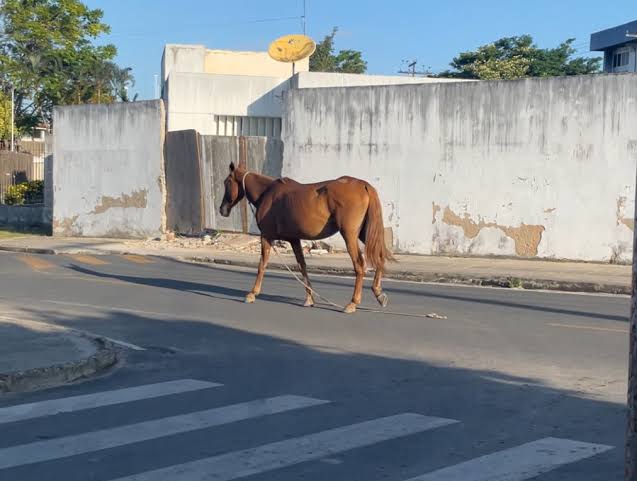 Prefeitura explica como funciona o processo de apreensão de animais soltos nas ruas de Três Lagoas