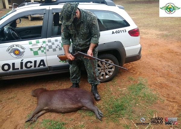 Após matar capivara, indivíduo é preso pela Polícia Ambiental em Penápolis