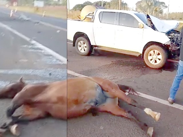 Cavalo invade pista e morre atropelado por filho de ex-vereador de Nova Independência