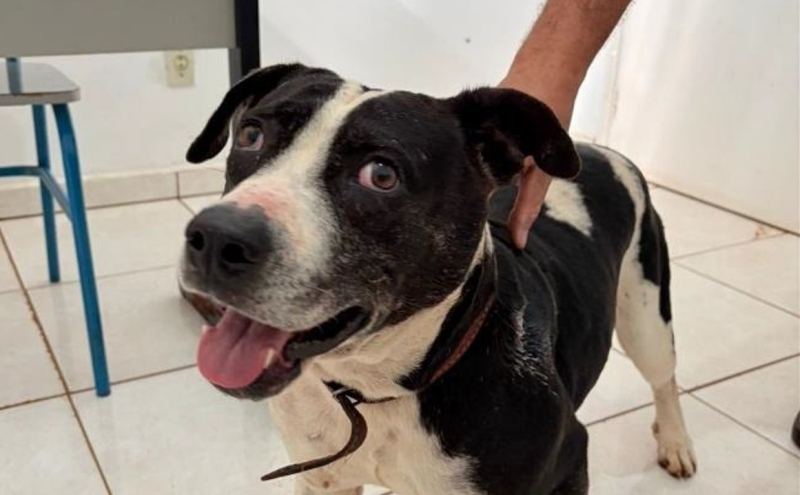 Cresce número de animais atropelados e abandonados em Andradina