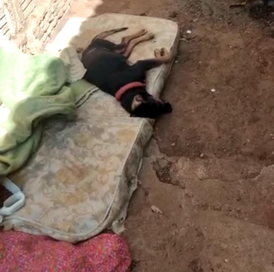 Polícia Militar de Andradina prendeu em flagrante idosa por maus tratos a animais