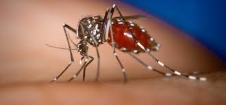 Quatro vezes menor, Sud Mennucci tem mais casos de dengue que Pereira Barreto