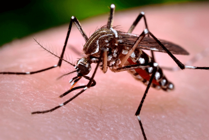 DENGUE – Número de casos notificados suspeitos chega a 3.301 casos em Três Lagoas