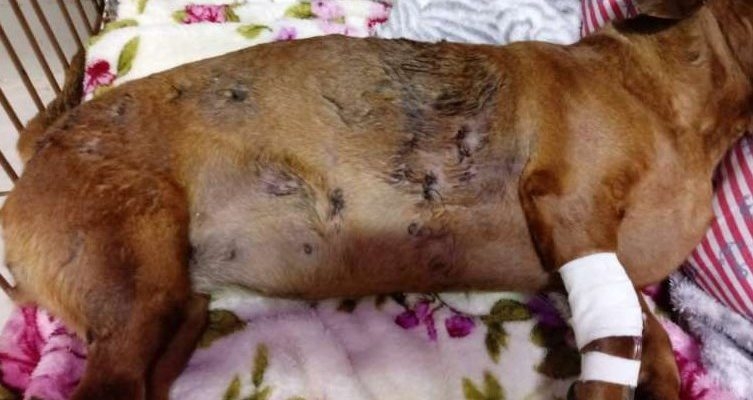 Em Três Lagoas idoso é autuado após pitbulls atacarem mulher e matarem cadela com mordidas