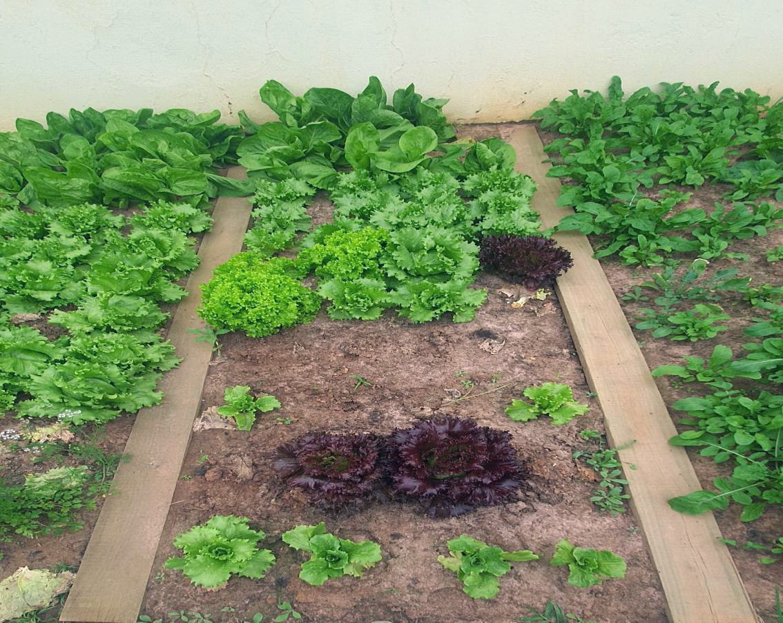 Horta da Unidade de Atendimento de Birigui promove reintegração social e segurança alimentar