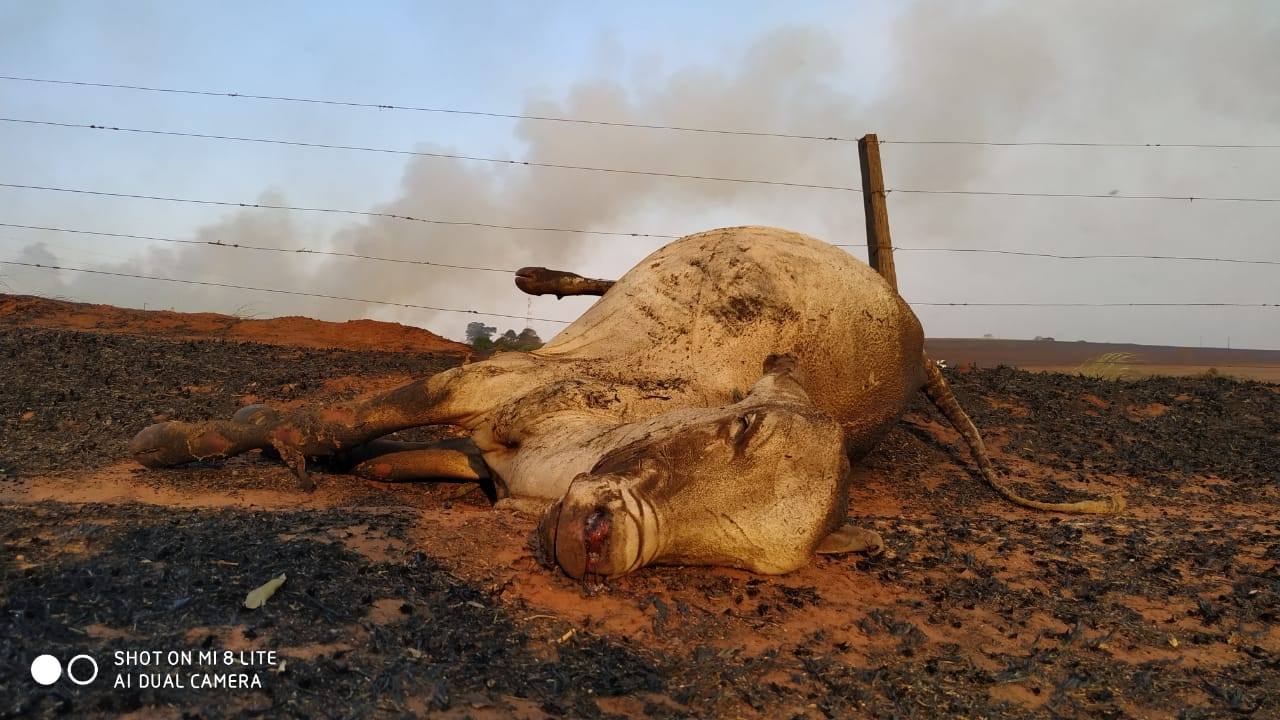 EM CASTILHO FOGO EM ASSENTAMENTO QUEIMA VACAS, PORCOS E ANIMAIS SILVESTRES