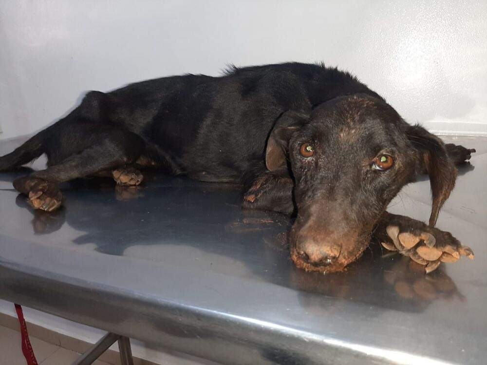 Denúncia anônima leva o 2º Distrito Policial de Andradina a mais um caso de maus-tratos a animal