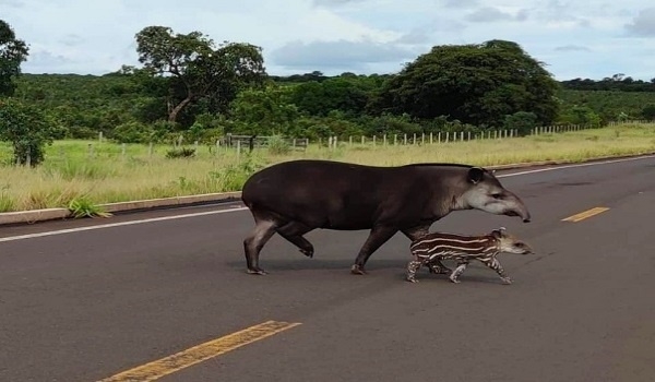 Imagem do Dia: Antas são flagradas atravessando a BR-262, entre Água Clara e Ribas