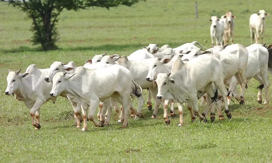 Três Lagoas acompanha melhora no preço da arroba e reforça protagonismo da pecuária em MS