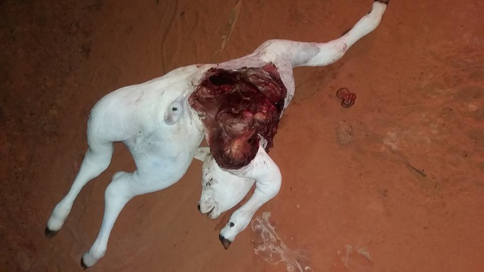 Polícia Civil de Três Lagoas prende autor de homicídio e localiza arma e munições enterradas em sua casa