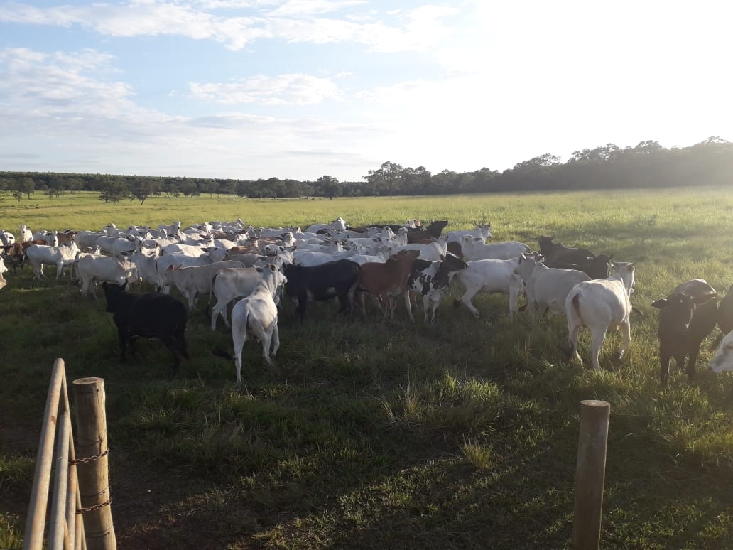 Polícia Militar prende quadrilha ao tentar Furtar cerca de 100 cabeças de gado em fazenda de Três Lagoas