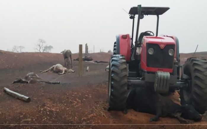 FOGO EM PROPRIEDADE RURAL MATA TRÊS PESSOAS E MAIS DE 20 ANIMAIS EM ARACANGUÁ