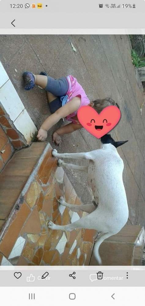 Animal escapa e acaba sendo esfaqueado em Andradina