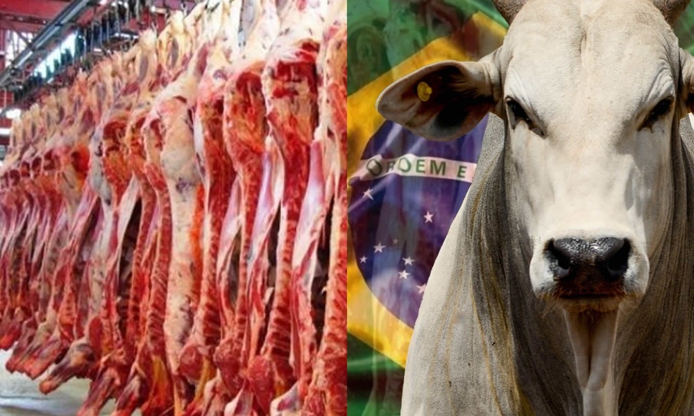 Terra do Rei do Gado exportação brasileira de carne bovina volta a subir