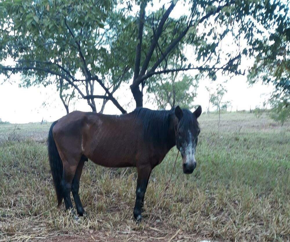 Em Andradina moradores do bairro Gasparelli denunciam cavalos amarrados sem água e comida há uma semana