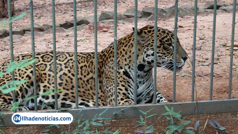 Zoológico de Ilha Solteira encerra visitação e deve ser fechado