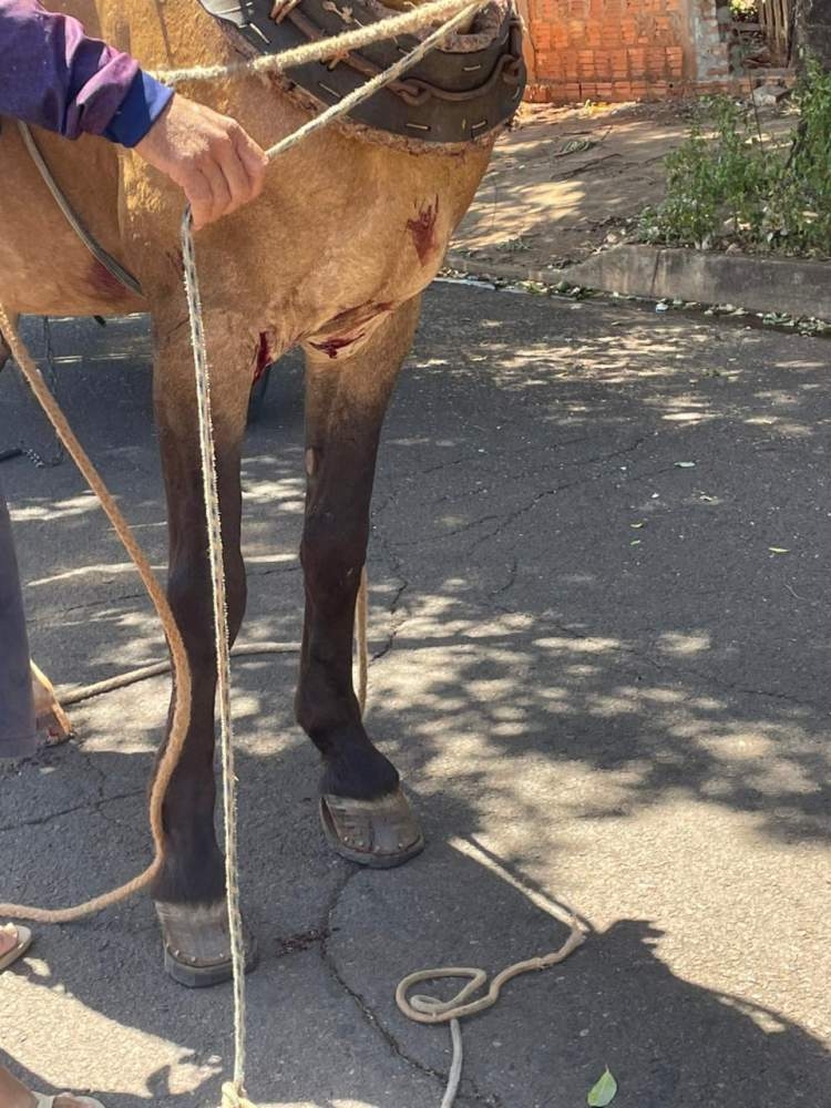 Cavalo ficou com ferimentos após ataque de pitbull no bairro Benfica em Andradina