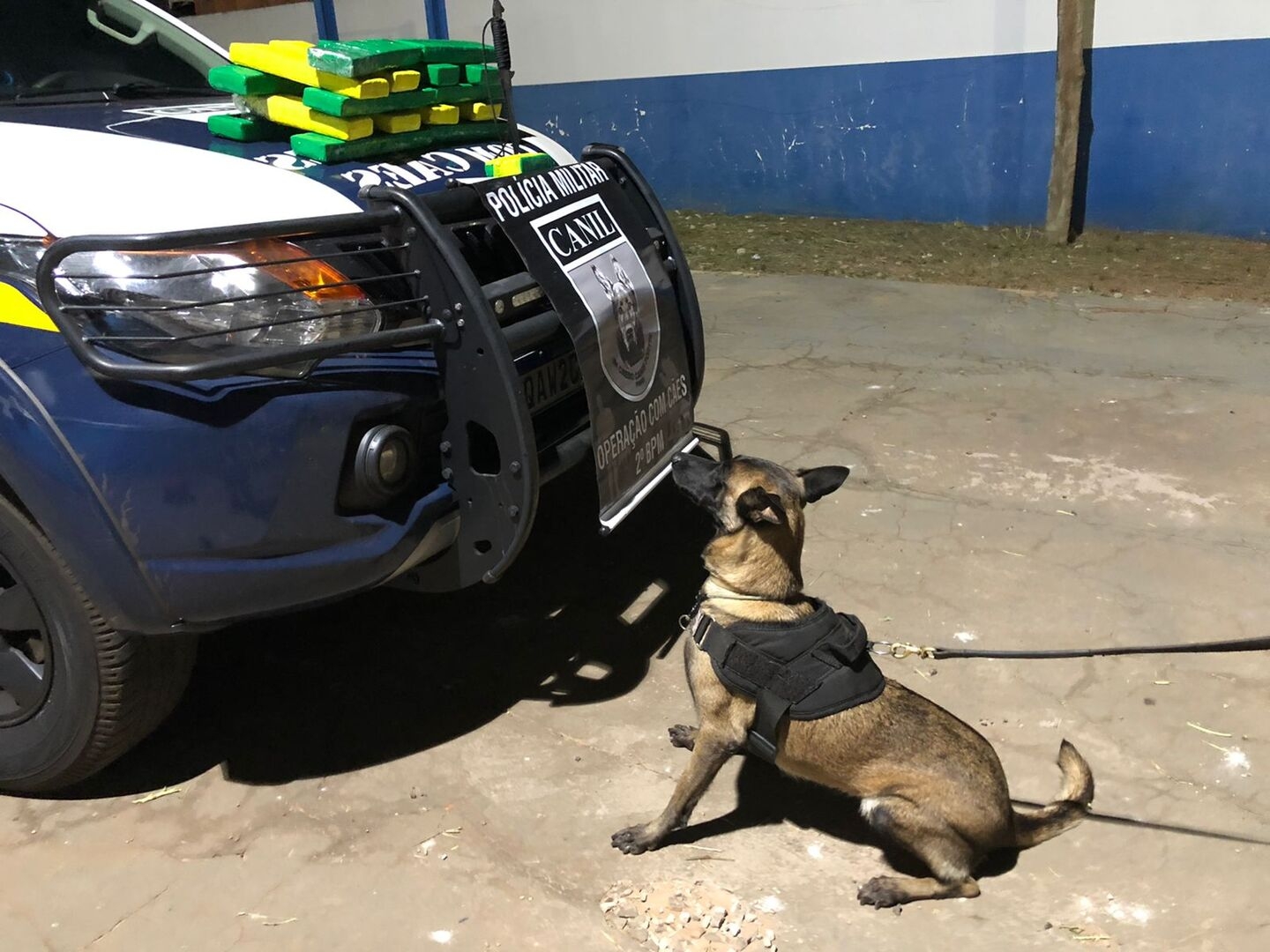 Canil PM do 2º BPM de Três Lagoas apreende mais de 16KG de maconha em ônibus próximo ao município de Água Clara/MS