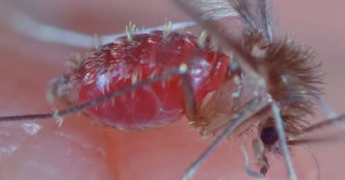 Confirmada segunda morte por leishmaniose visceral de 2025 em SP; vítima era de Andradina