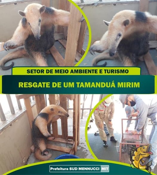 RESGATE DE UM TAMANDUÁ MIRIM EM SUD MENNUCCI