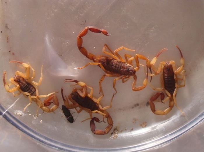 Com a chegada do verão, moradores de Andradina se preocupam com dengue