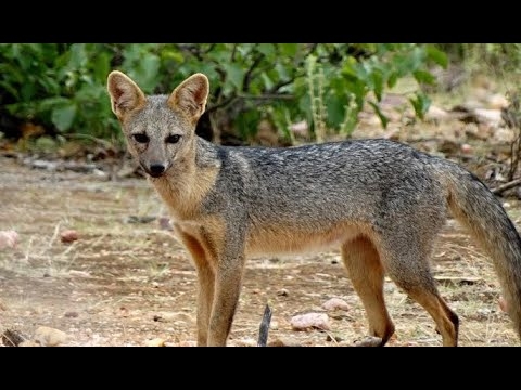 Cachorro do mato faz aparição relâmpago no bairro Stella Maris em Andradina