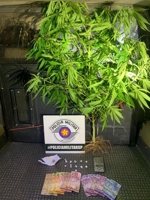 Polícia Militar de Castilho em ação prende morador do bairro Laranjeiras com crack, pé de maconha e dinheiro do tráfico