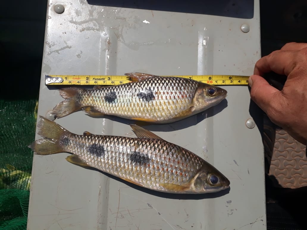 Polícia Militar Ambiental de Três Lagoas autua paulista em R$ 2,5 mil por pesca predatória e apreende pescado, barco, motor e petrecho de pesca