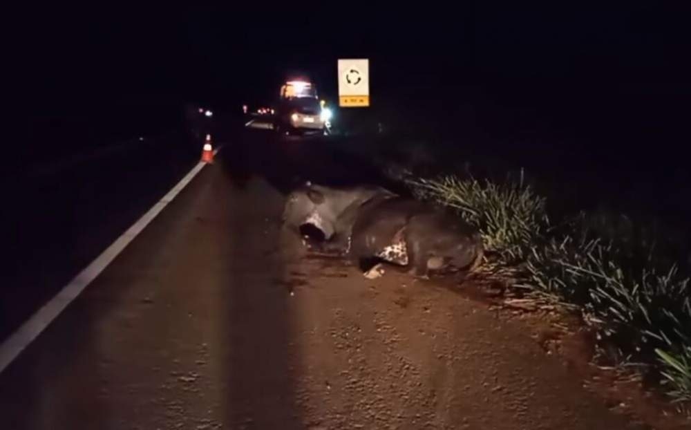 Em Andradina família sai ilesa ao atropelar vaca na rodovia General Figueiredo