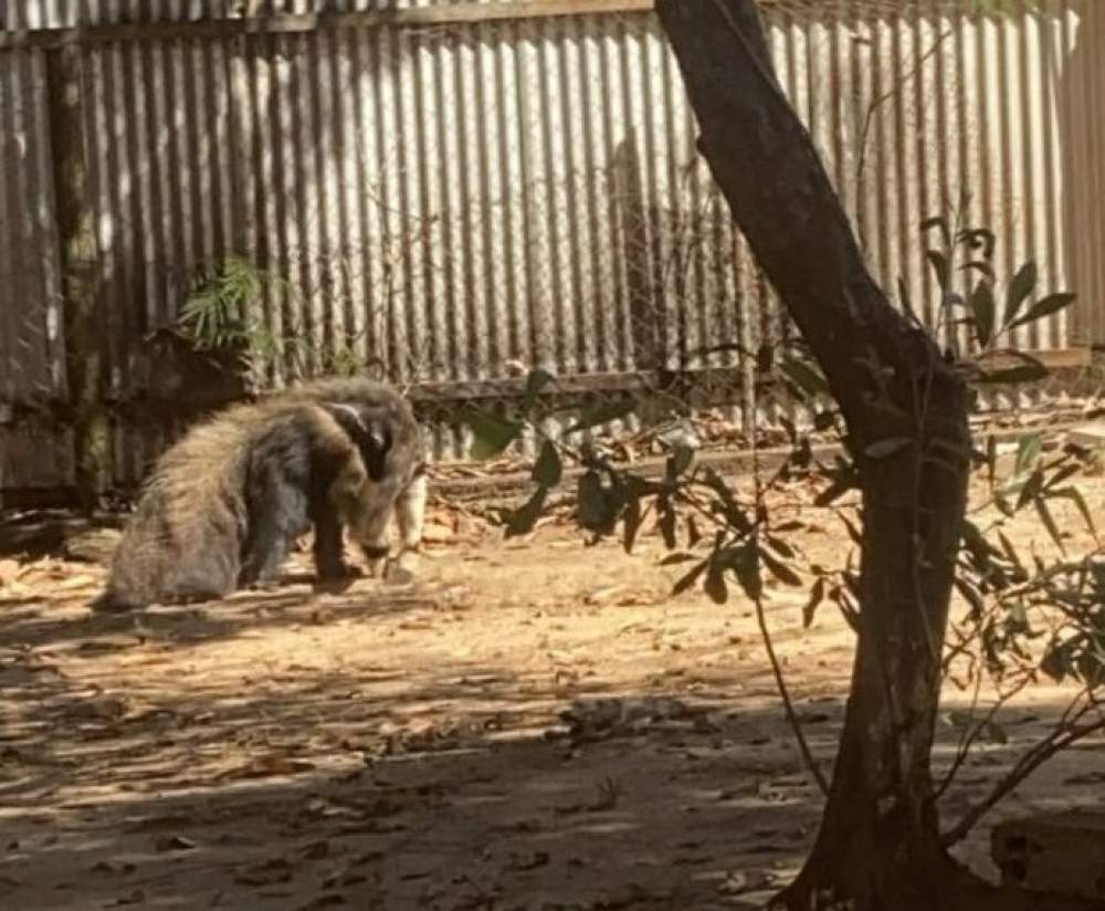 NA TERRA DO REI DO GADO HOSPITAL VETERINÁRIO AGUARDA CHEGADA DE UM TAMANDUÁ BANDEIRA