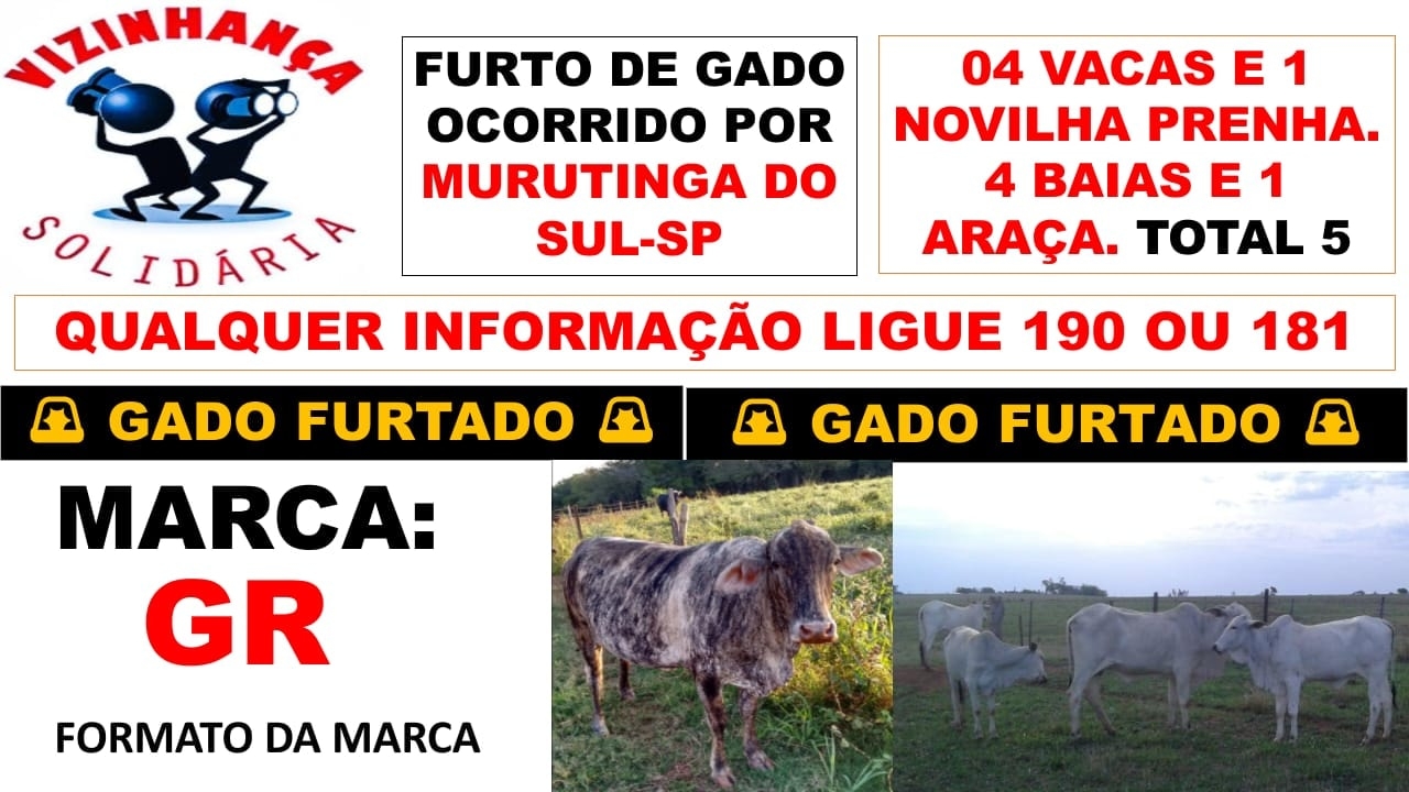 Ladrões furtam 04 vacas e 01 novilha no bairro Rural Maravilha em Murutinga do Sul
