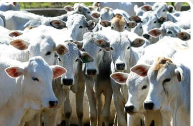 Força Tática de Araçatuba prendeu morador do bairro rural Prata com gado furtado