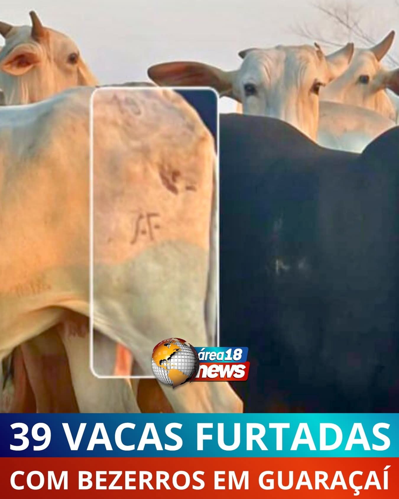 Polícia Civil de Guaraçaí investiga furto de 39 vacas gerando prejuízo de 200 mil reais