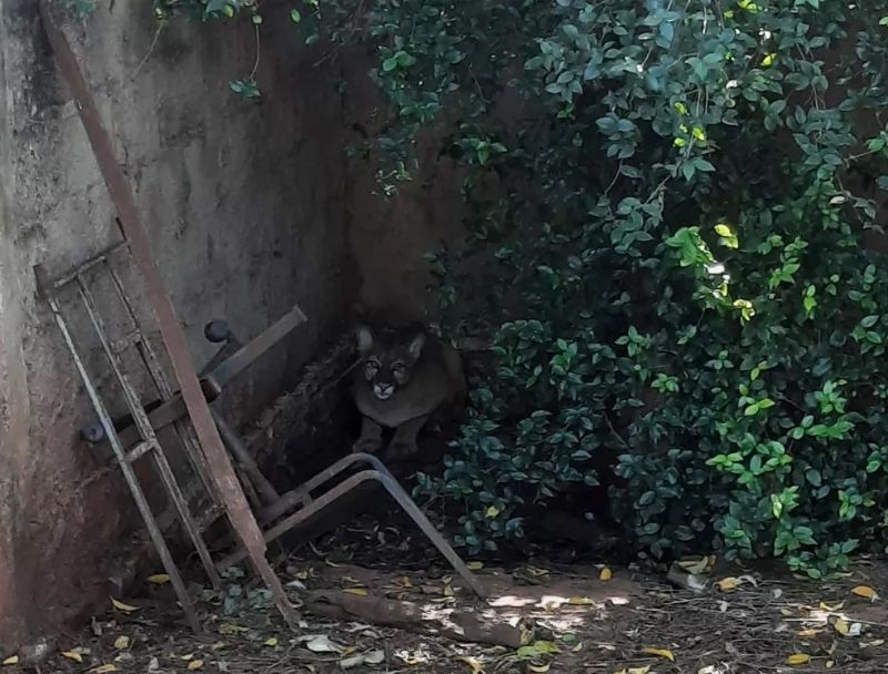 Onça-parda foi capturada dentro de quintal em Pereira Barreto