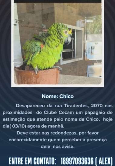Associação Protetora dos Animais de Andradina pede ajuda para encontrar papagaio desaparecido