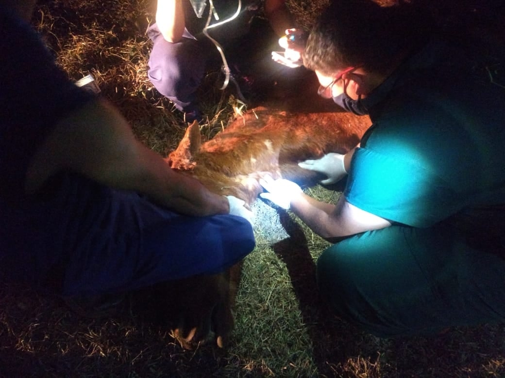 EM ANDRADINA ACUSADO DE MALTRATAR CAVALO LEVA MULTA DA POLÍCIA AMBIENTAL DE R$ 3 MIL