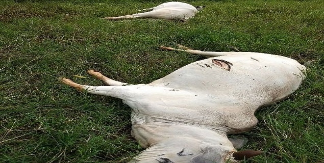 Rompimento de fio de alta tensão na zona rural de Água Clara mata gados em fazenda