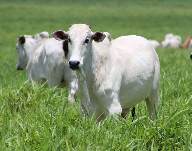 ANDRADINA CHINA LIBERA ENTRADA DA PRIMEIRA CARGA DE CARNE DAS QUE ESTÃO BLOQUEADAS
