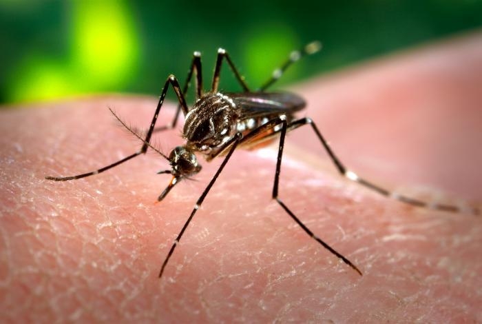 Três Lagoas tem 12 casos suspeitos de dengue nesta semana
