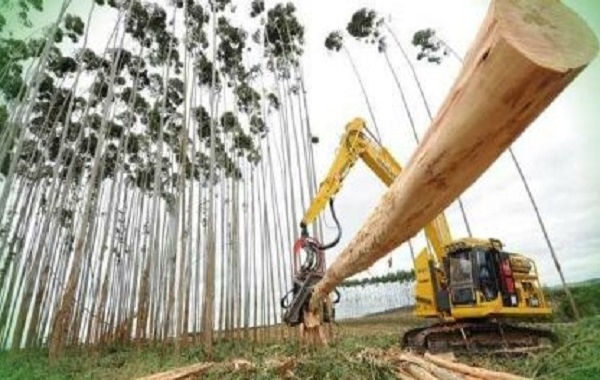 Eldorado Brasil abre 500 vagas nas cidades de Água Clara, Selvíria e Inocência